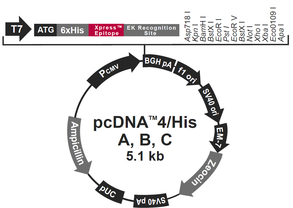 pcdna4-his c载体图谱